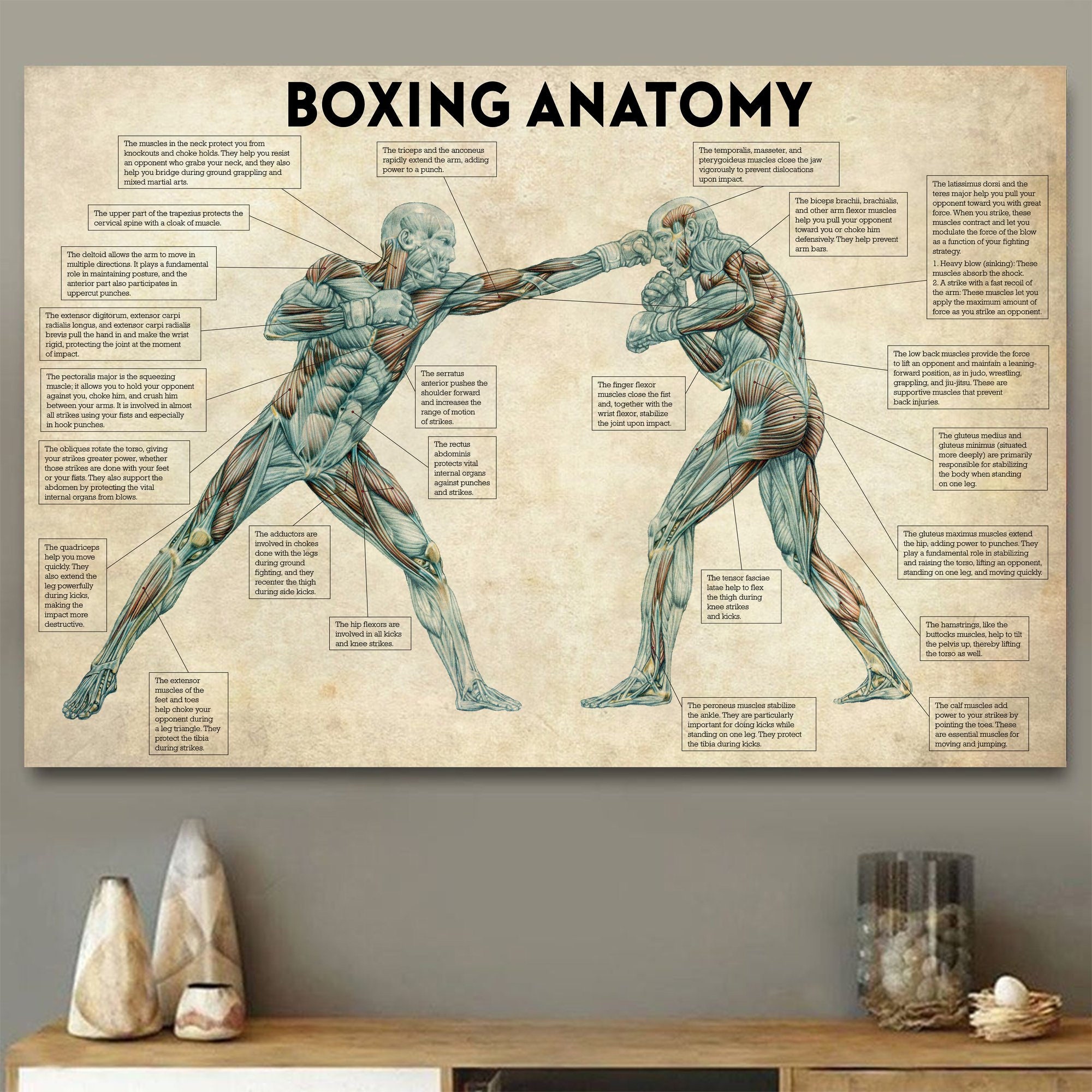 Sports Equipment Poster - Vintage Boxing Body Anatomy Posters and